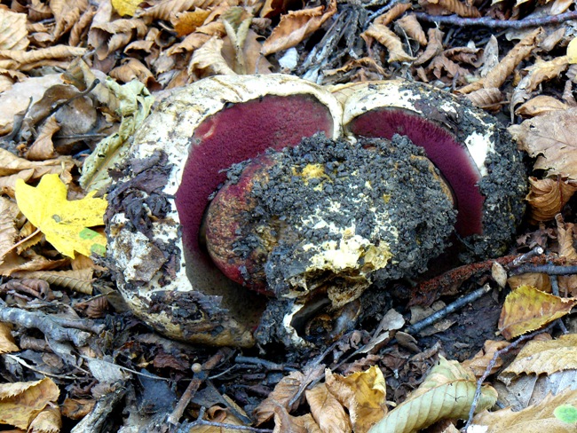 Quale Boletus?