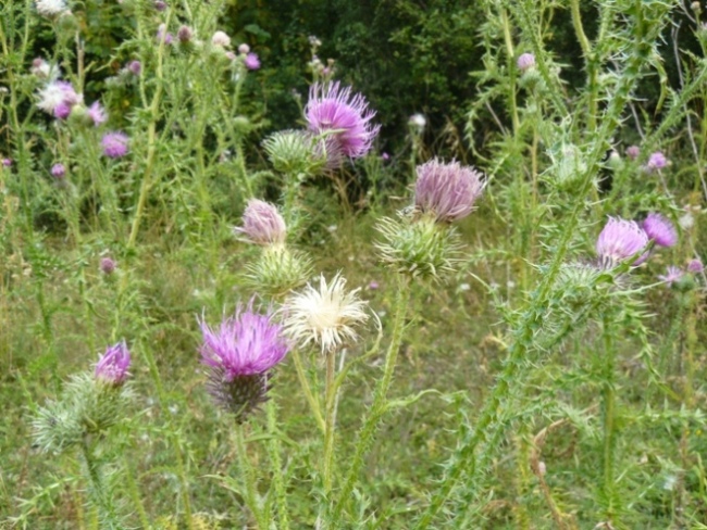 Carduus acanthoides / Cardo branca-orsina