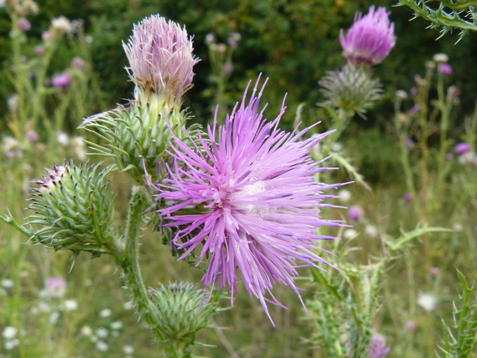Carduus acanthoides / Cardo branca-orsina
