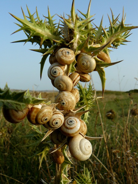 Chiocciole da identificare