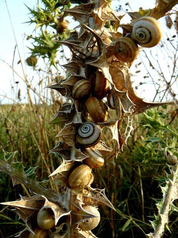 Chiocciole da identificare