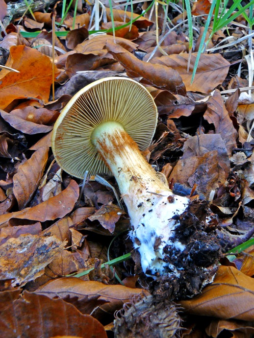 Cortinarius
