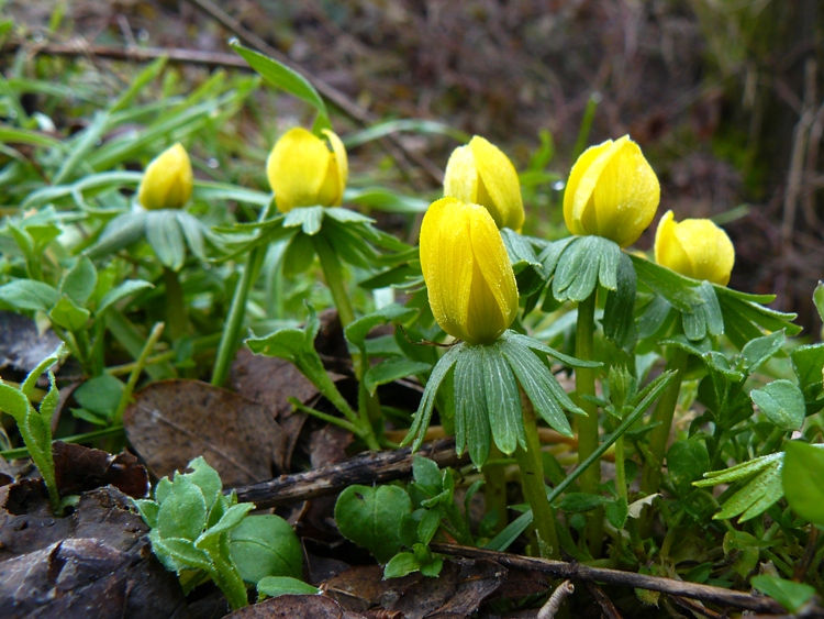 Eranthis hyemalis