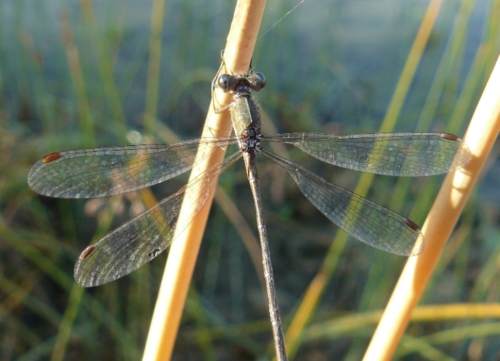 Libellula autunnale... - Lestes virens