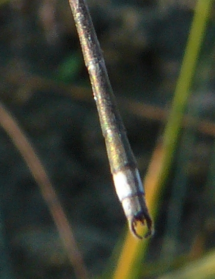 Libellula autunnale... - Lestes virens