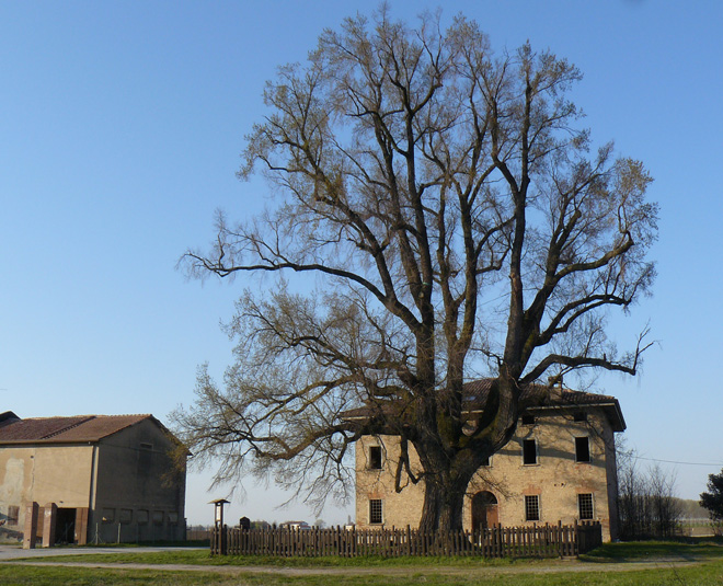 L''Olma di Campagnola