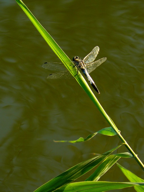 Orthetrum albistylum