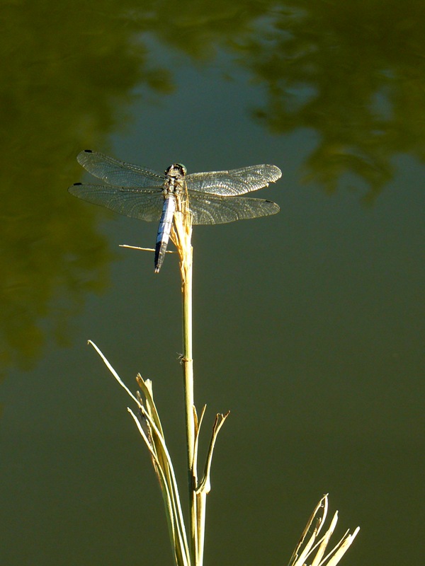 Orthetrum albistylum