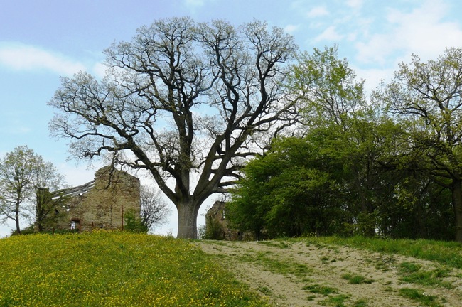 Quercia dei 100 rami