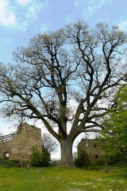Quercia dei 100 rami