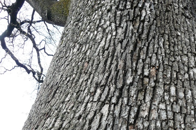 Quercia dei 100 rami