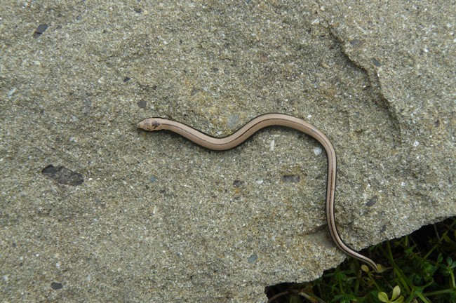 cucciolo di orbettino