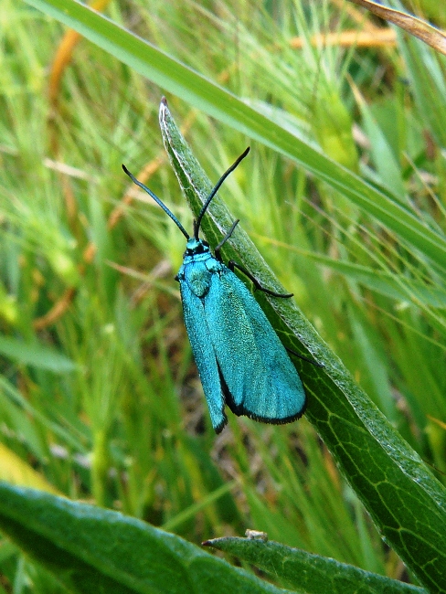 Zigenide