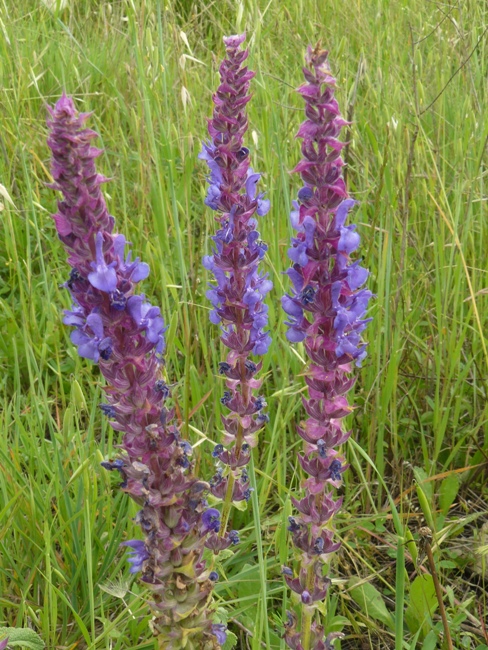 Confronto Salvia nemorosa - Salvia verticillata