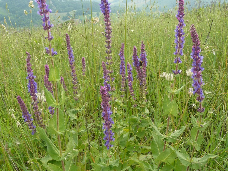 Confronto Salvia nemorosa - Salvia verticillata