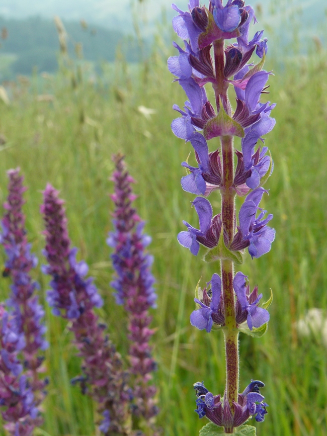 Confronto Salvia nemorosa - Salvia verticillata