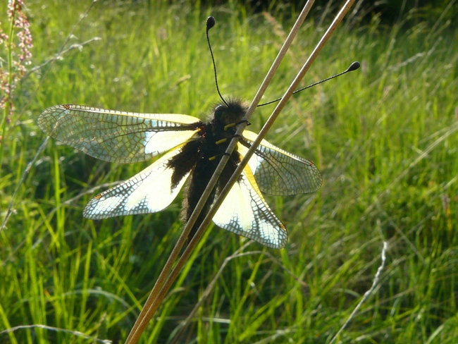 Libelloides coccajus