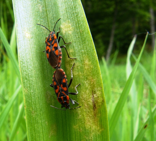 Spilostethus saxatilis
