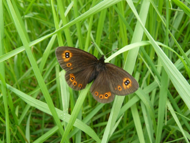 Erebia medusa