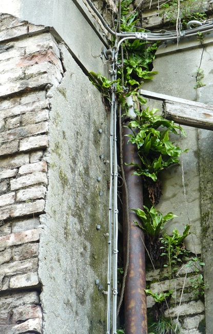 Felci in citt