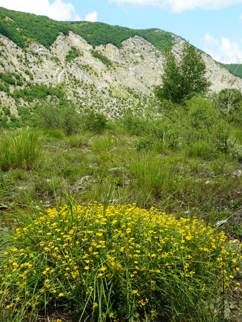 Leguminosa