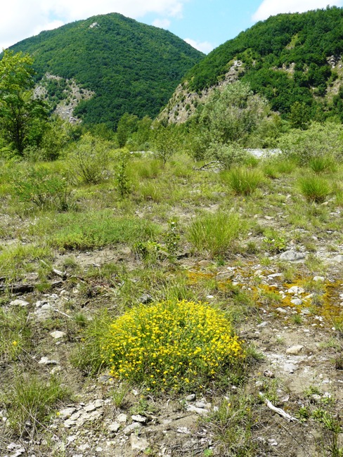 Leguminosa