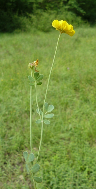 Leguminosa