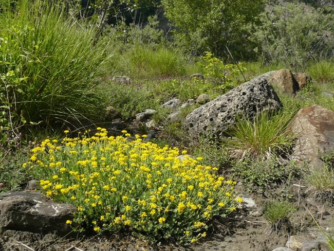 Leguminosa