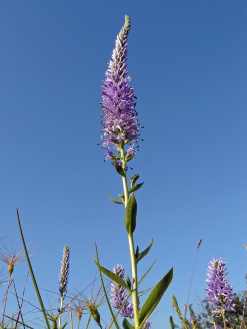 Veronica barrelieri subsp. nitens / Veronica lucida