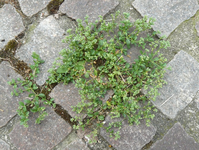 Polycarpon tetraphyllum / Migliarina a quattro foglie