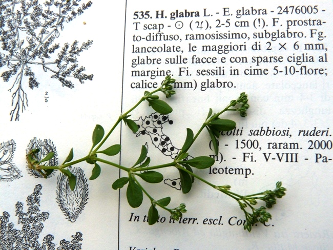 Polycarpon tetraphyllum / Migliarina a quattro foglie