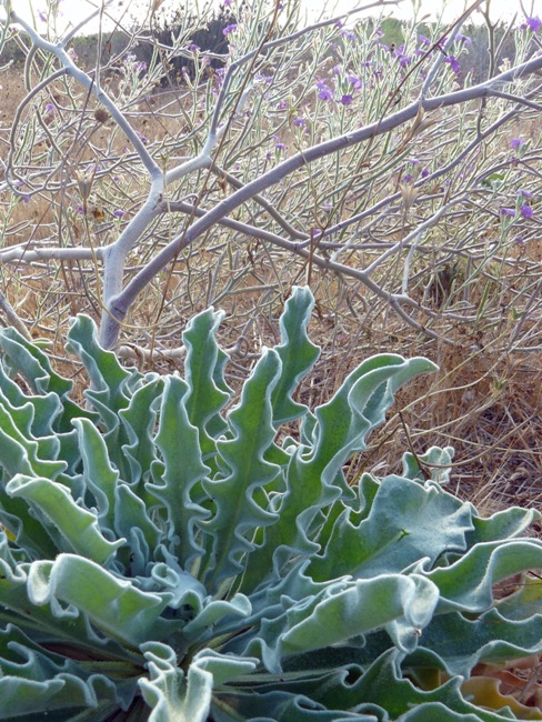 Torre Guaceto