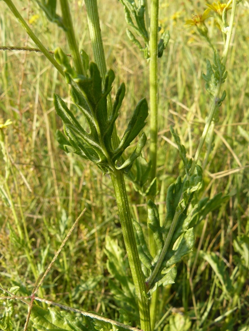 Senecio sp.