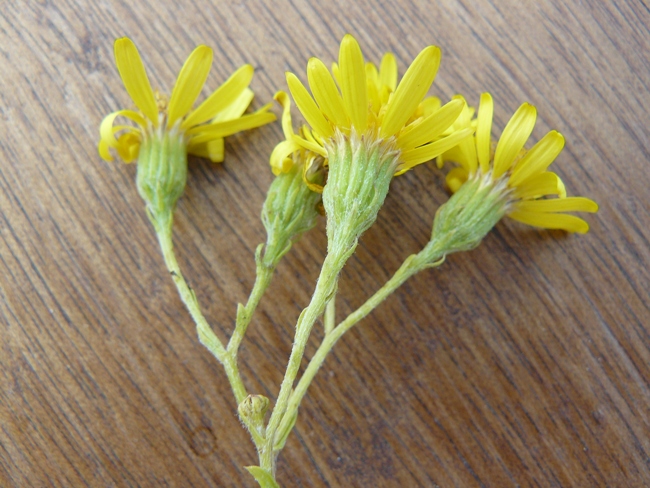 Senecio sp.