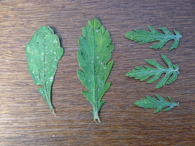 Senecio sp.