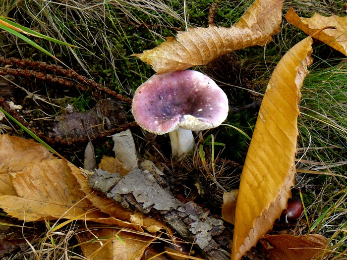 Russula ...