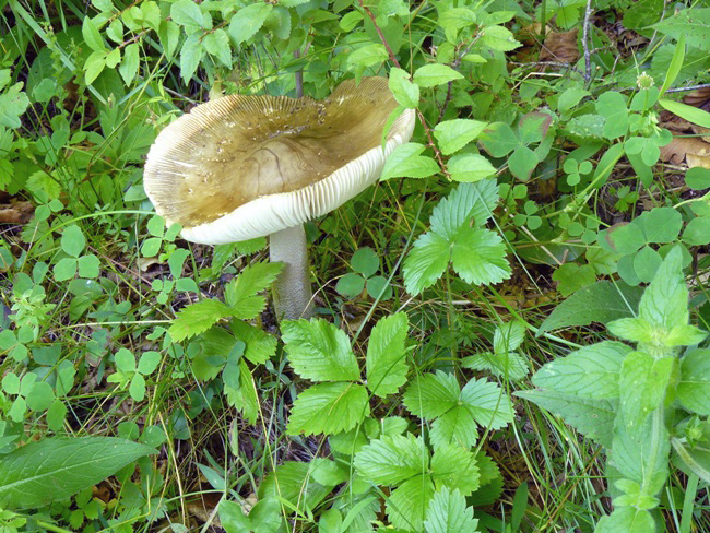 Russula della scorsa estate... (cfr. Amanita sp.)