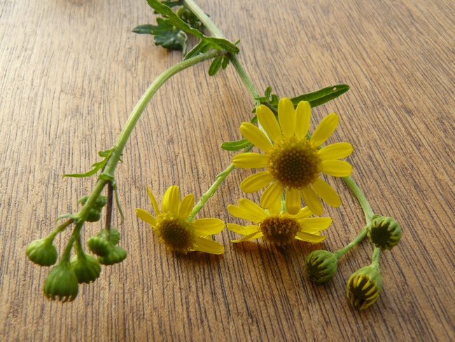 Senecio sp.