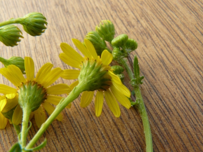 Senecio sp.