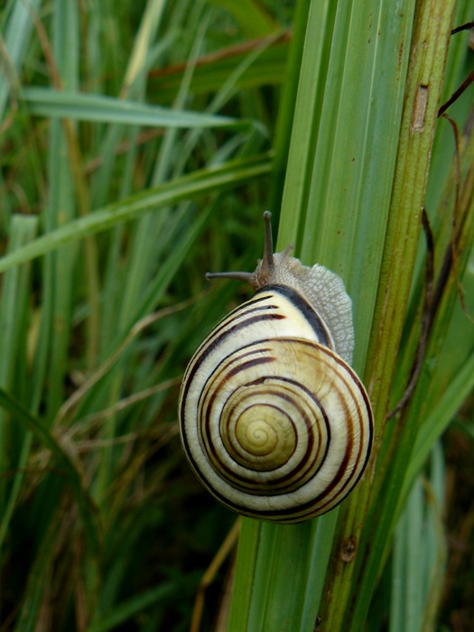 Cepea nemoralis?