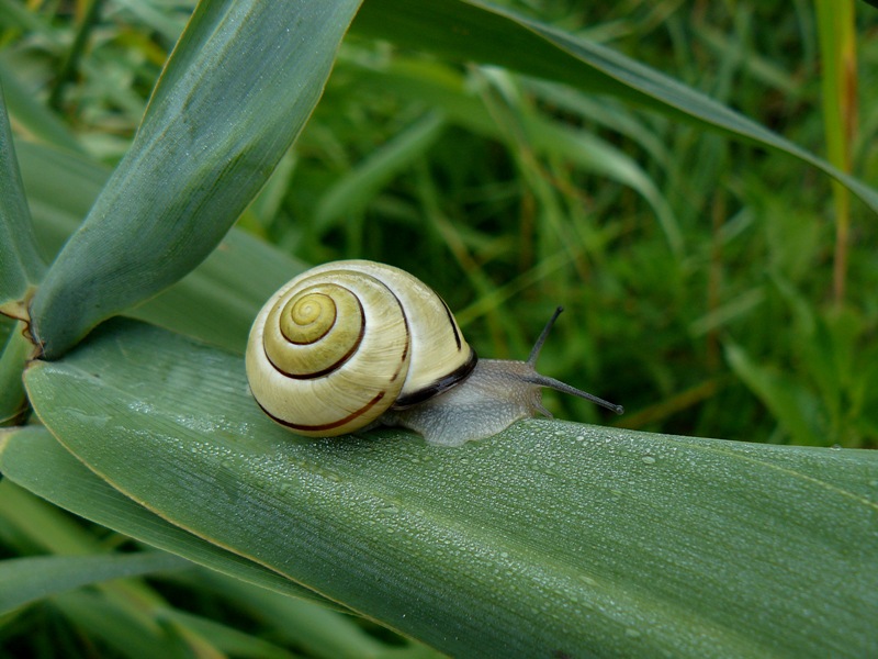 Cepea nemoralis?