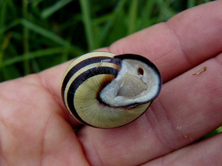 Cepea nemoralis?