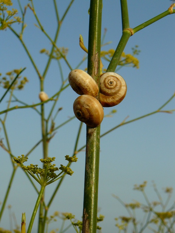 Chiocciole da identificare