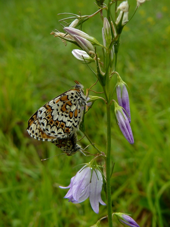 Melitaea cinxia? - S