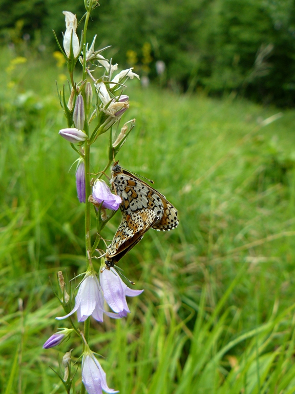 Melitaea cinxia? - S