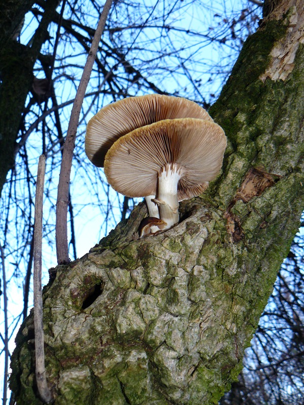 Funghi invernali da determinare...