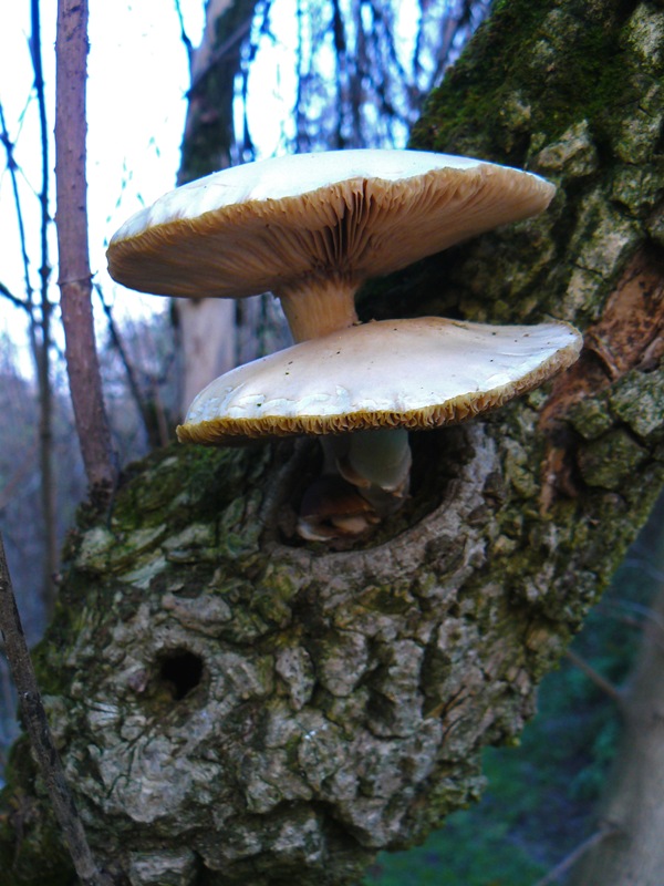 Funghi invernali da determinare...