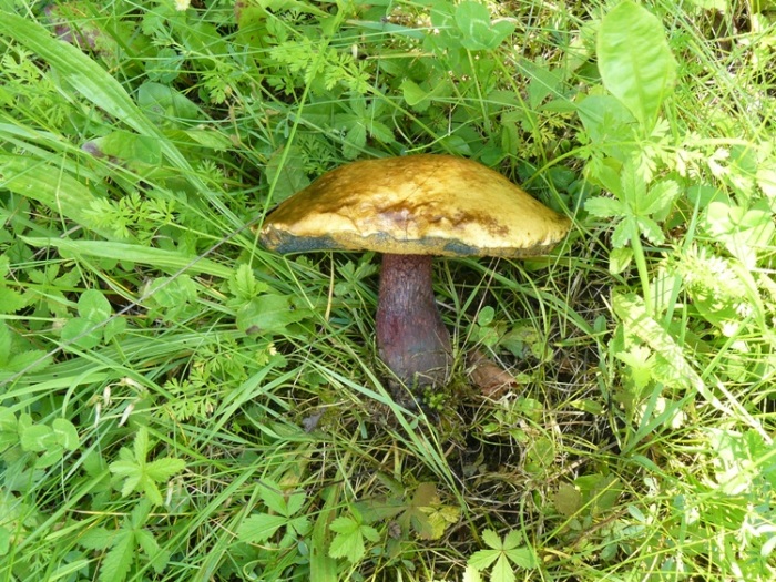 Boletus nonsoqualis