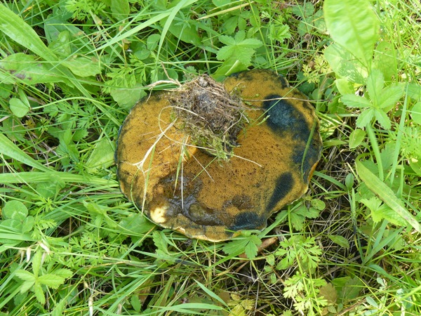 Boletus nonsoqualis