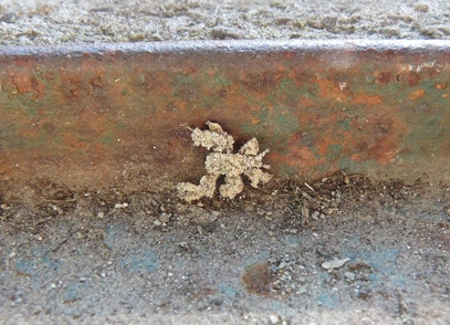 Insetto 